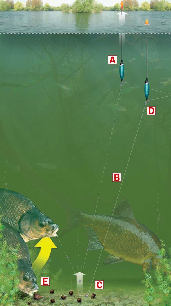 teste..idei..pareri..etc - with-this-method-the-rig-is-fished-over-depth-so-that-the-bait-lies-590x1054.jpg